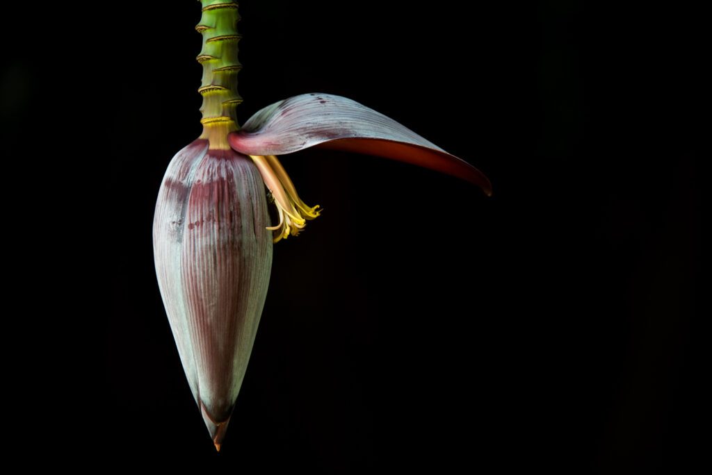 bananblomma-1-1024×684